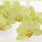 grünliche Phalaenopsis