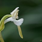 Grünliche Waldhyazinte - Profil