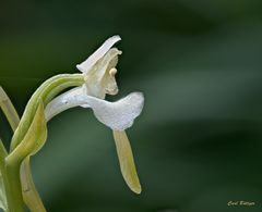 Grünliche Waldhyazinte - Profil