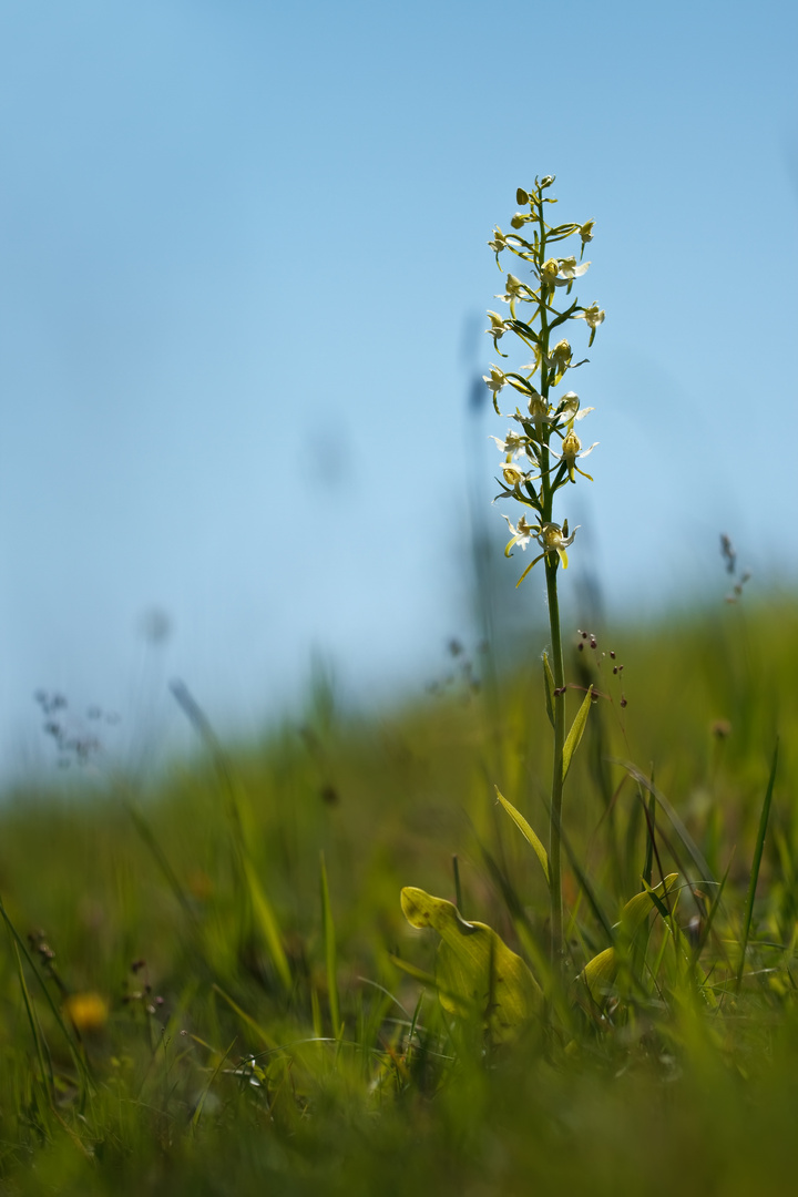 Grünliche Waldhyazinthe 1/12