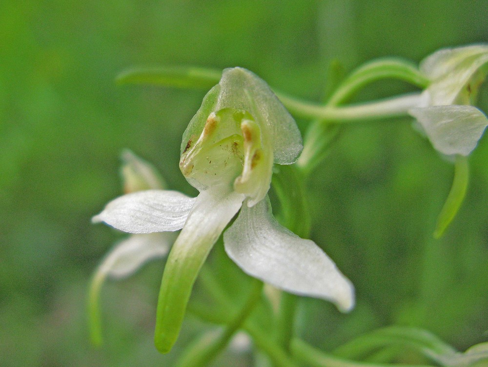 Grünliche Waldhyazinthe