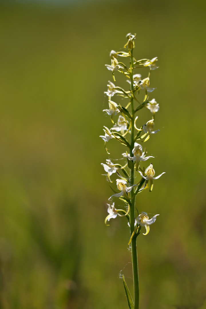 Grünliche Waldhyazinthe 2/12