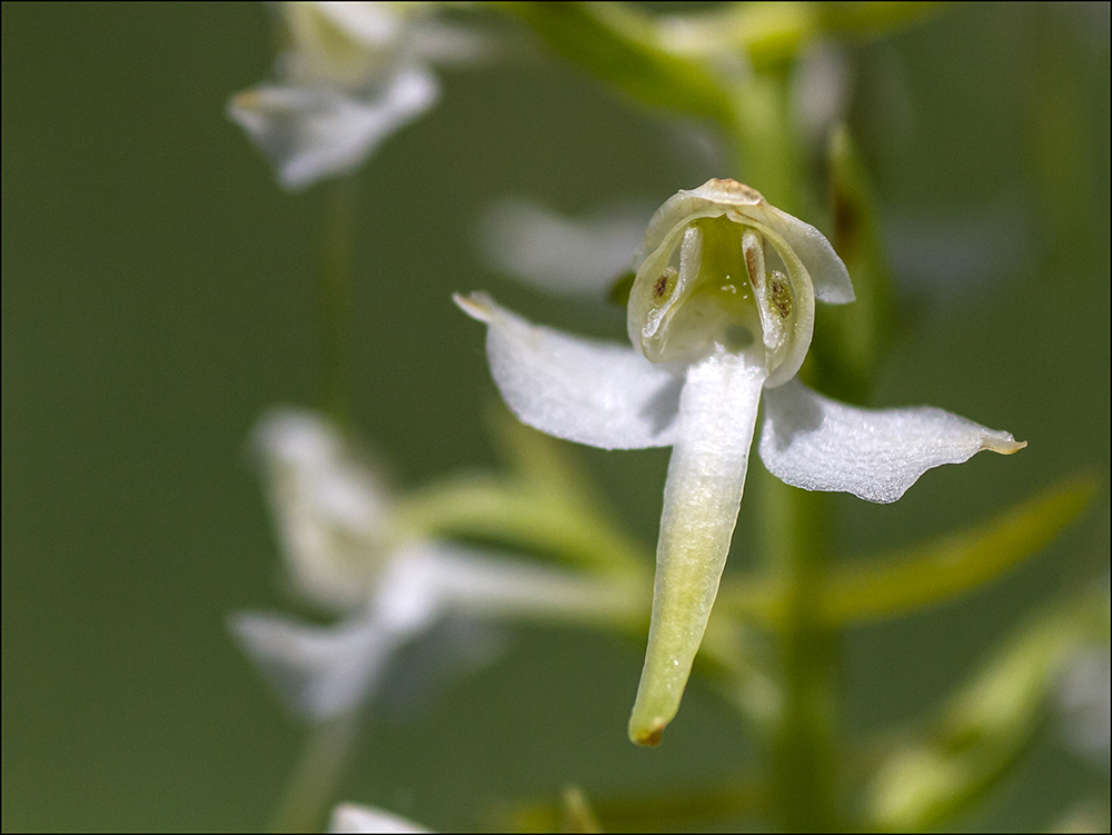 Grünliche Waldhyazinthe