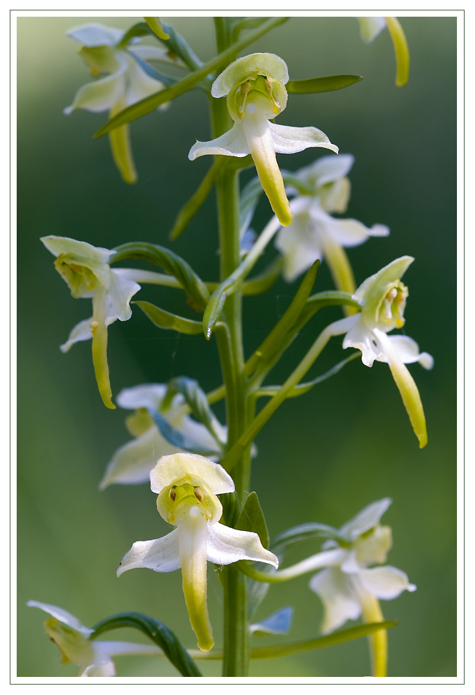 Grünliche Waldhyazinthe