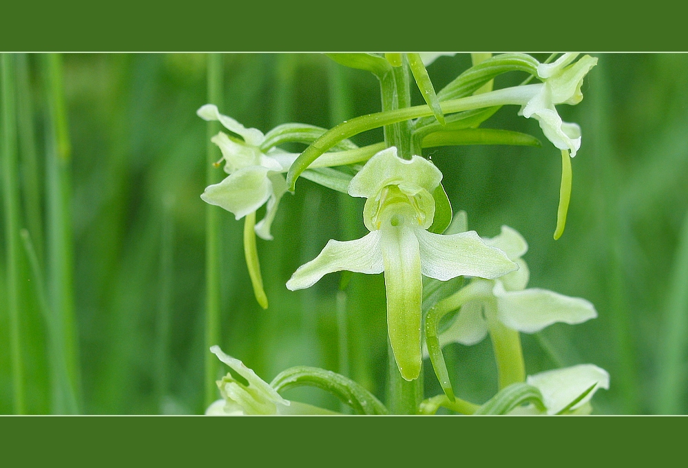 Grünliche Waldhyazinthe...