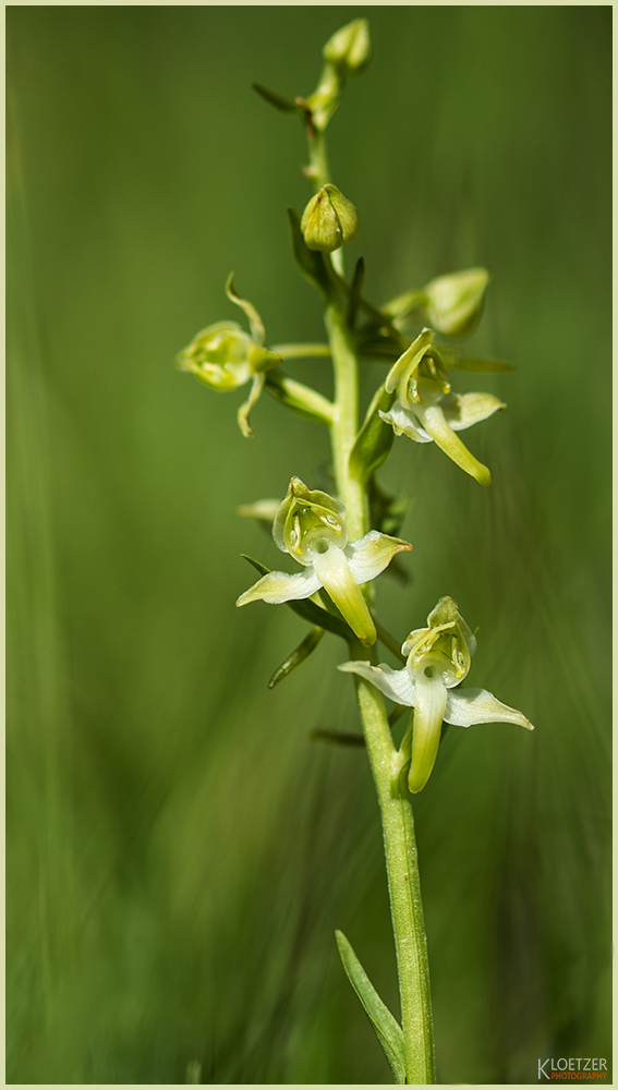 Grünliche Waldhyazinthe