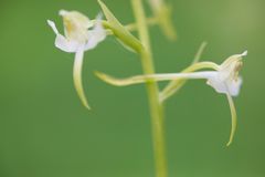 grünliche Waldhyazinthe, Platanthera bifolia