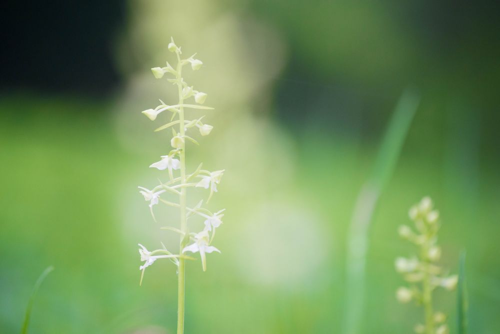 grünliche Waldhyazinthe, Platanthera bifolia