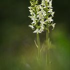 Grünliche Waldhyazinthe (Platanthera chloranta)