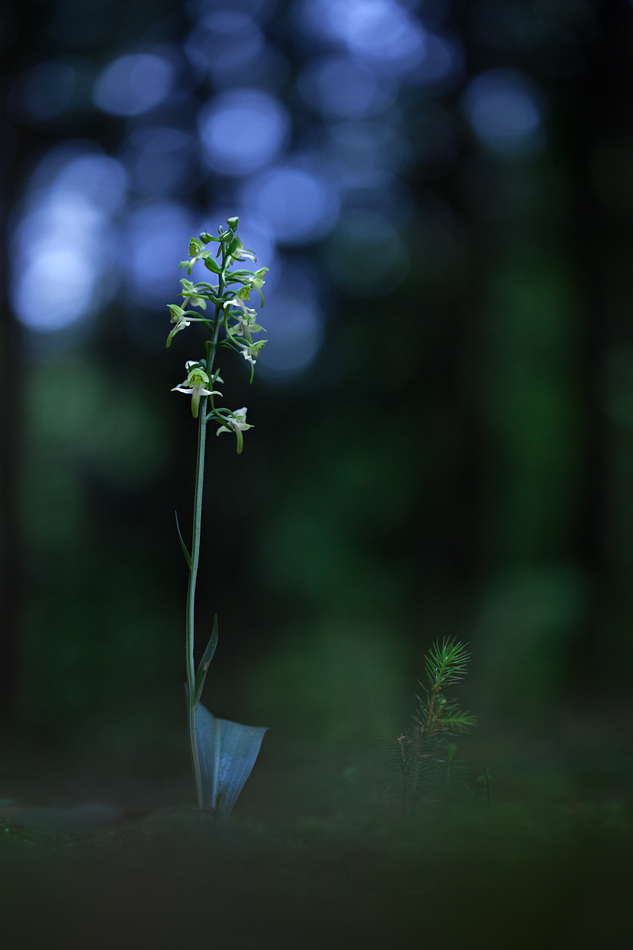 Grünliche Waldhyazinthe (Platanthera chlorantha)