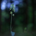 Grünliche Waldhyazinthe (Platanthera chlorantha)