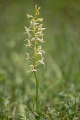 Grünliche Waldhyazinthe (Platanthera chlorantha) - 1