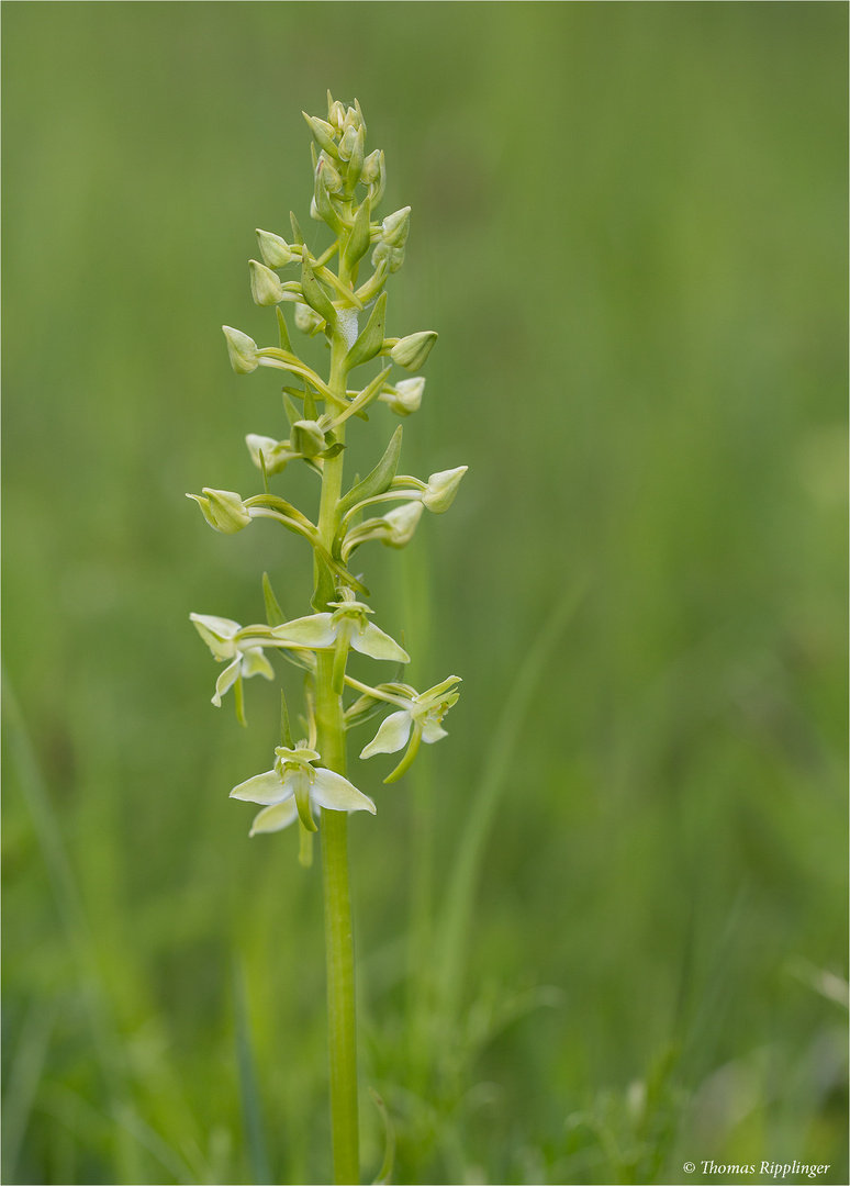 Grünliche Waldhyazinthe (Platanthera chlorantha) . . .