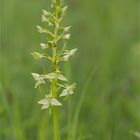 Grünliche Waldhyazinthe (Platanthera chlorantha) . . .