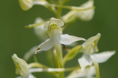 Grünliche Waldhyazinthe (Platanthera chlorantha) - 2