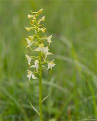 Grünliche Waldhyazinthe (Platanthera chlorantha) 29