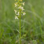 Grünliche Waldhyazinthe (Platanthera chlorantha) 32