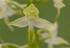 Grünliche Waldhyazinthe (Platanthera chlorantha) 34