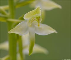 Grünliche Waldhyazinthe (Platanthera chlorantha) 37