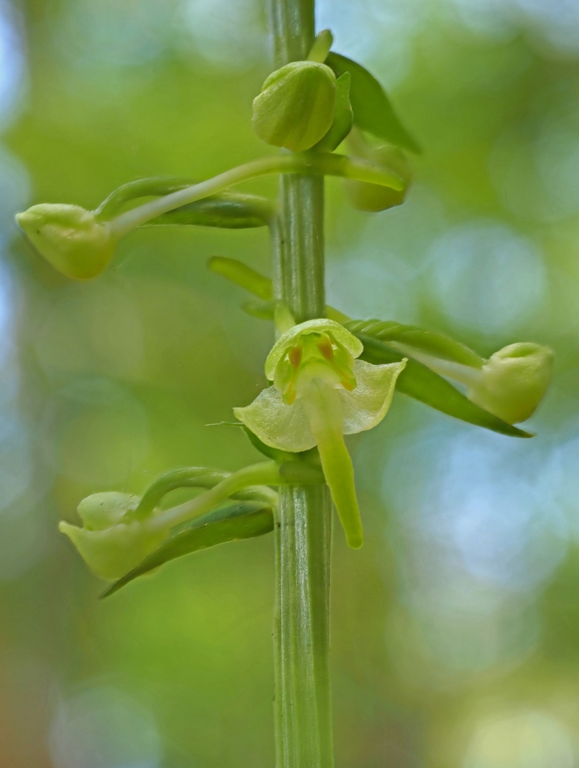 Grünliche Waldhyazinthe (Platanthera chlorantha)