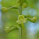 Grünliche Waldhyazinthe (Platanthera chlorantha)