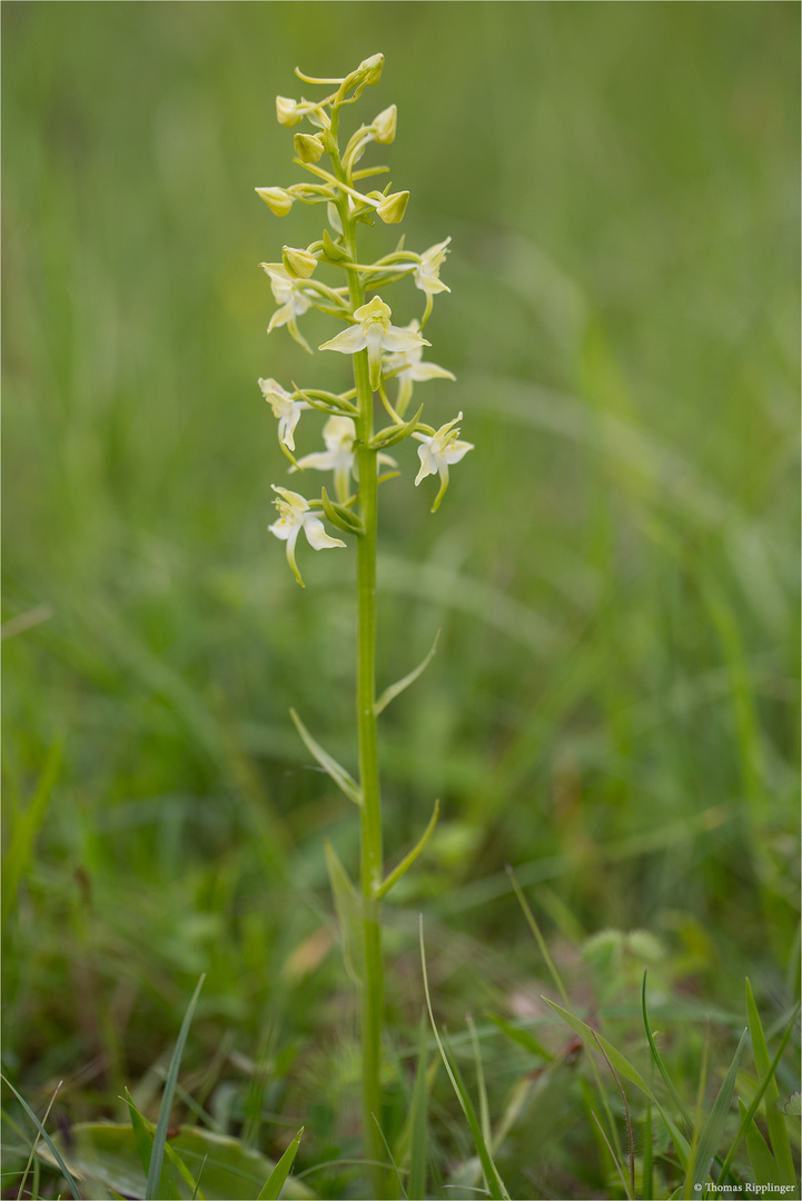 Grünliche Waldhyazinthe (Platanthera chlorantha)