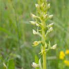 Grünliche Waldhyazinthe (Platanthera chlorantha) . ..