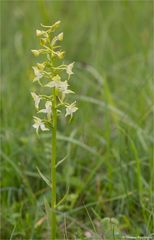 Grünliche Waldhyazinthe (Platanthera chlorantha)