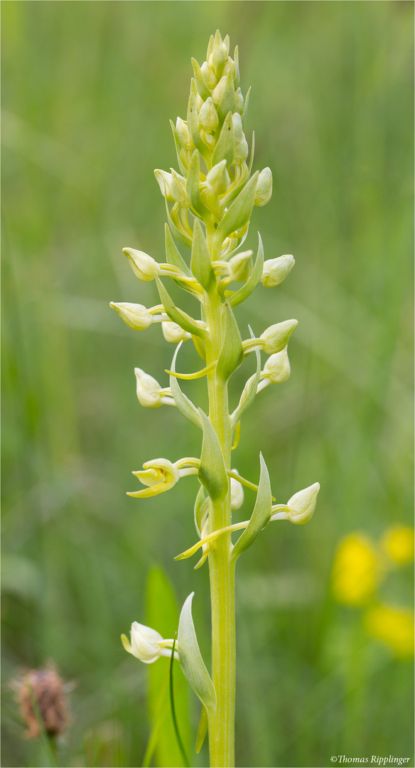 Grünliche Waldhyazinthe (Platanthera chlorantha) . .