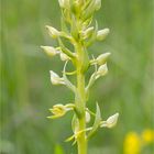 Grünliche Waldhyazinthe (Platanthera chlorantha) . .