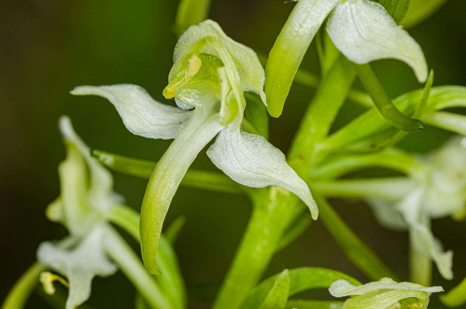 Grünliche Waldhyazinthe (Platanthera chlorantha)