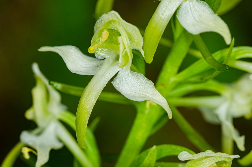 Grünliche Waldhyazinthe (Platanthera chlorantha)