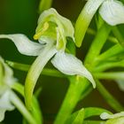 Grünliche Waldhyazinthe (Platanthera chlorantha)