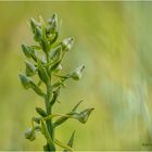 grünliche waldhyazinthe (platanthera chlorantha) ....