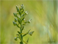 grünliche waldhyazinthe (platanthera chlorantha) ....