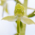 Grünliche Waldhyazinthe (Platanthera chlorantha) . . ...