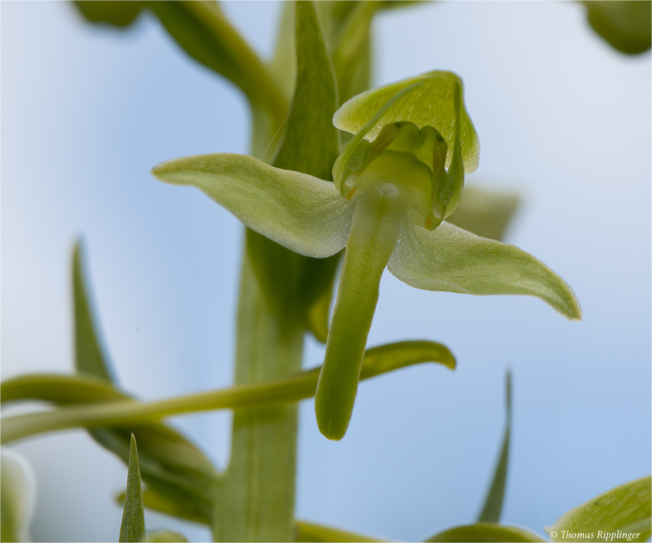 Grünliche Waldhyazinthe (Platanthera chlorantha) . . ....