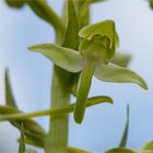 Grünliche Waldhyazinthe (Platanthera chlorantha) . . ....