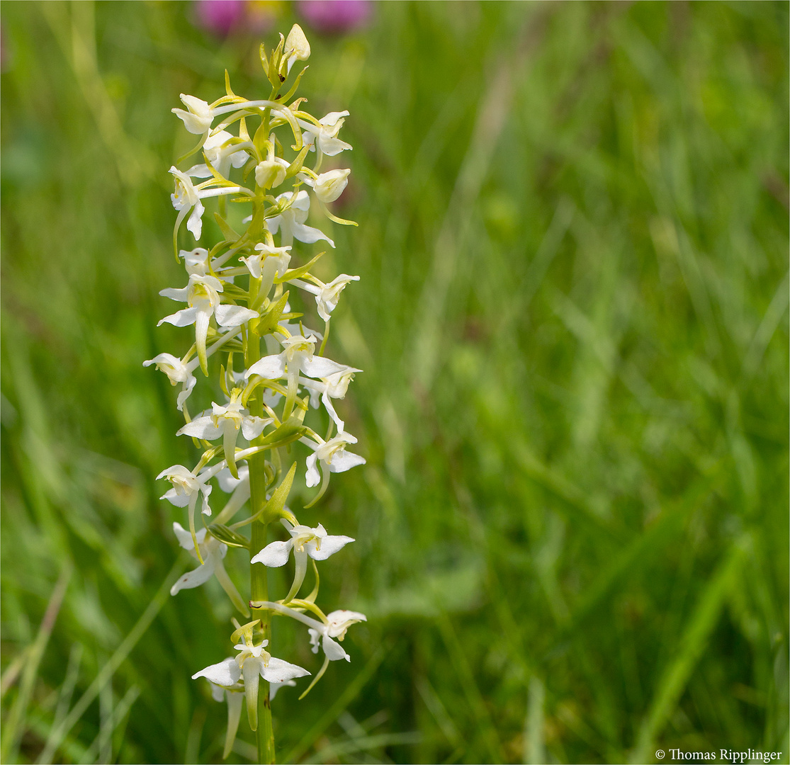 Grünliche Waldhyazinthe (Platanthera chlorantha)..