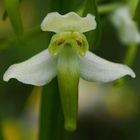 Grünliche Waldhyazinthe - Platanthera chlorantha