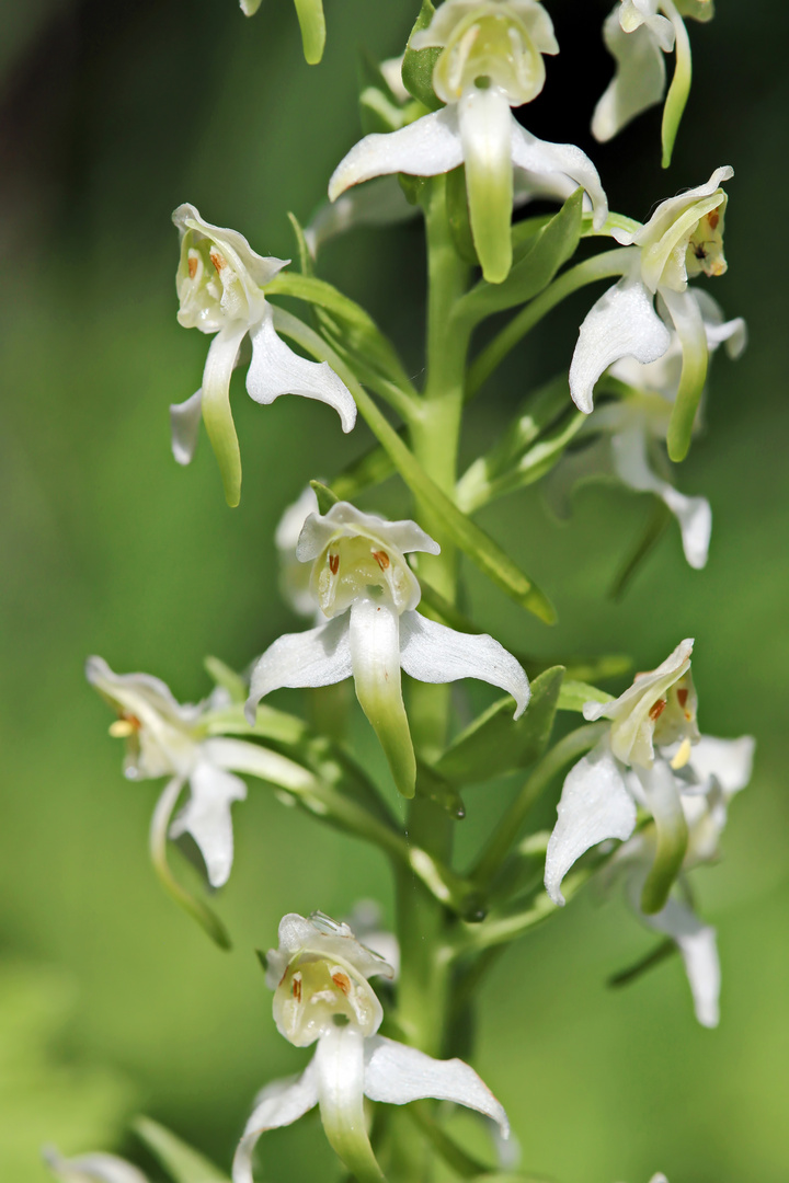 Grünliche Waldhyazinthe,Platanthera chlorantha