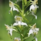 Grünliche Waldhyazinthe,Platanthera chlorantha