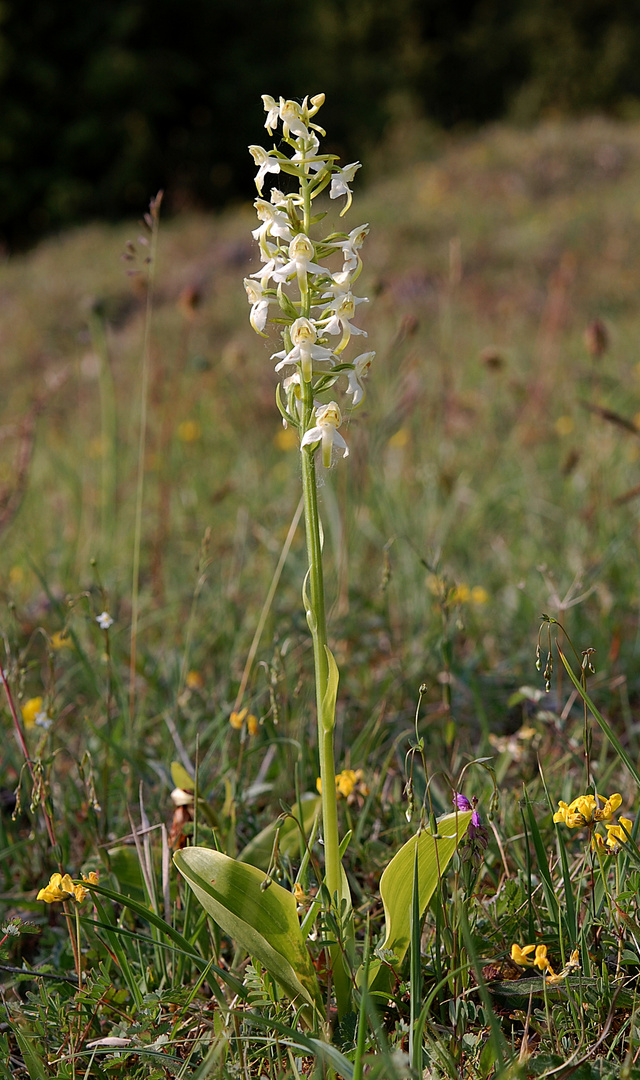 Grünliche Waldhyazinthe(Platanthera chlorantha)-Diemeltal-22.5.11