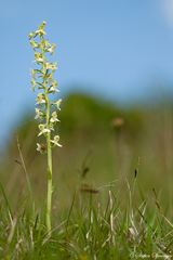 Grünliche Waldhyhazinthe 1/10