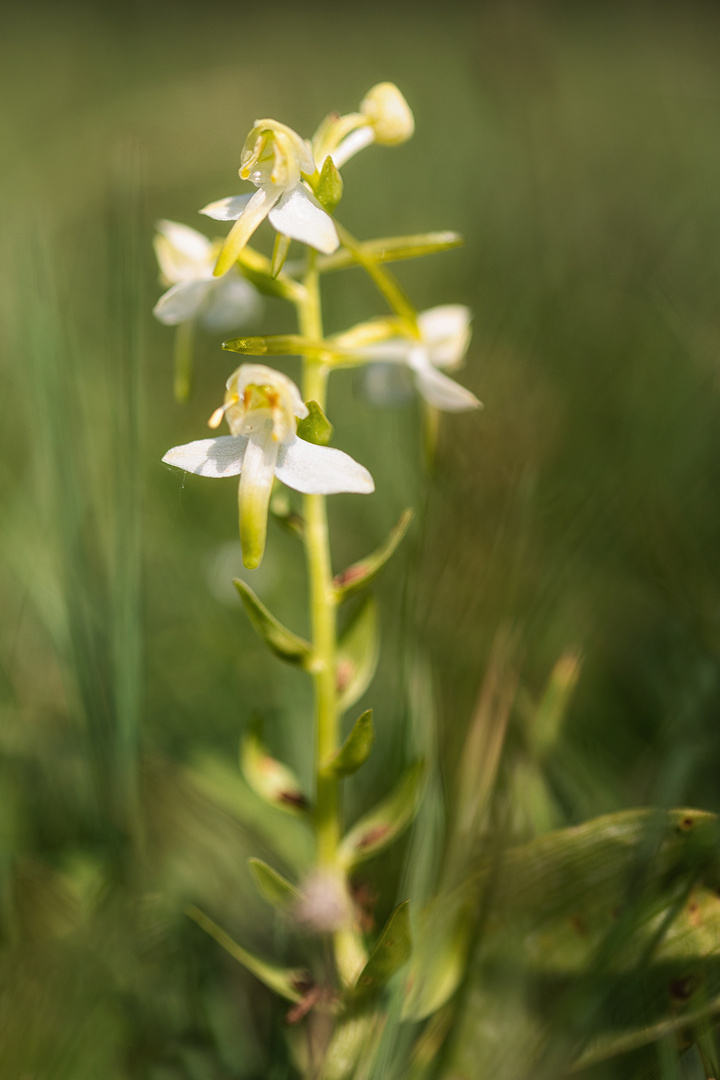 Grünliche Waldhythinthe