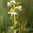 Grünliche Waldhythinthe