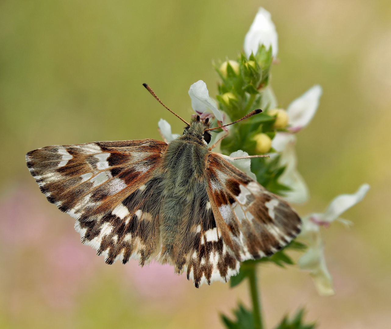 Grünlicher Dickkopffalter (Ziestfalter) (Carcharodus lavatherae) 