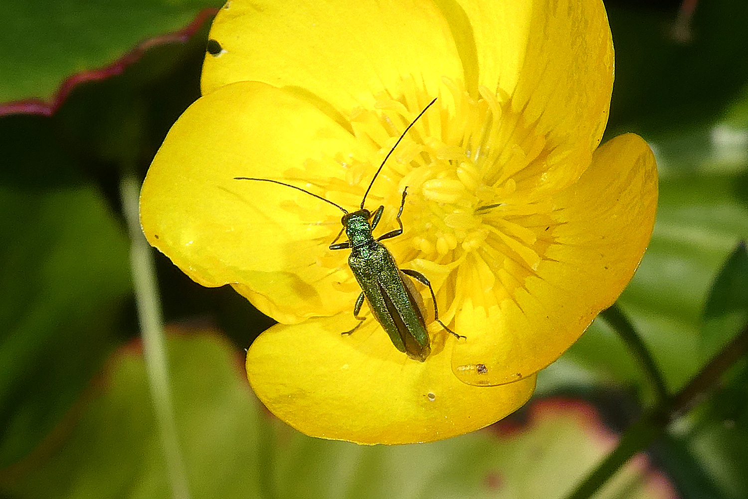 Grünlicher Scheinbockkäfer 