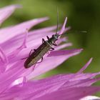 Grünlicher Scheinbockkäfer (Oedemera lurida) auf einer Flockenblume