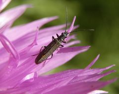 Grünlicher Scheinbockkäfer (Oedemera lurida) auf einer Flockenblume